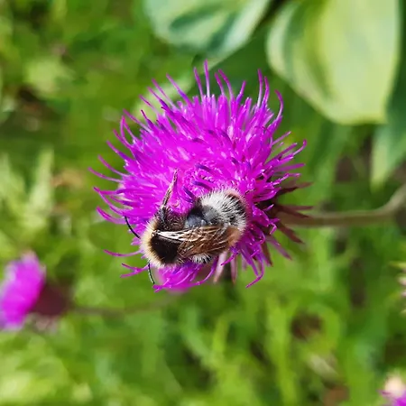 Appartamento T2bis 4-6 Pers, Proche Centre Thermal Et Centre-ville, - Fr-1-234-335 Cauterets